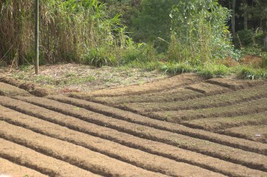 Tayland 'daki pirinç tarlası