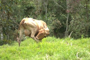 Tarlada büyük boynuzları olan büyük beyaz boğa.