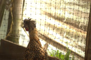 Kahverengi arka planı olan beyaz bir tavuğun yakın plan fotoğrafı.