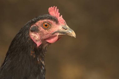 Güzel bir kuşa yaklaş