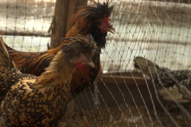 Tavuk ve tavuklar kafeste.