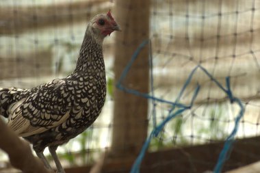 Kafesteki beyaz ve siyah horoz.