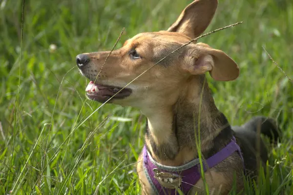 Parktaki sevimli köpek.