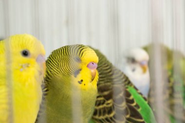 Kafesteki papağan. egzotik hayvan..