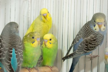 Papağan kuşu, sevimli hayvan.,