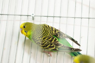 Sarı muhabbet kuşunun yakın çekimi.