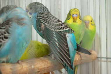 Güzel mavi ve sarı papağan