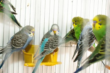 Ahşap bir kafeste mavi ve sarı papağanlar.