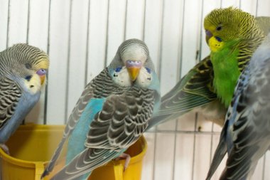 Kafesteki mavi papağanlar