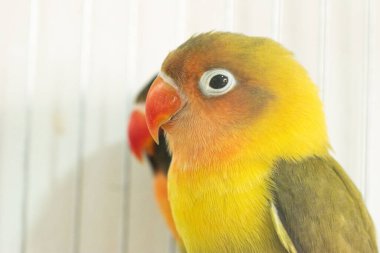 Bir papağana yaklaş.