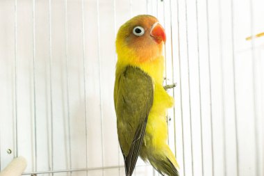 Bir kafeste sarı papağan.