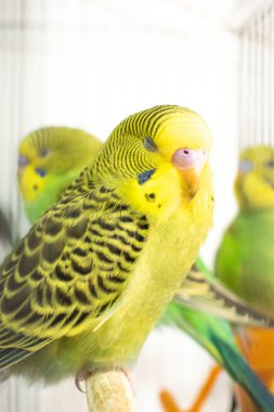 Kafes içinde yeşil papağan