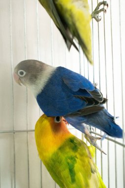 Papağanlar, kuş kafesinde kuşlar.