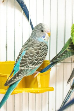 Kafeste oturan renkli papağan.