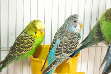 Kafesteki mavi papağanlar