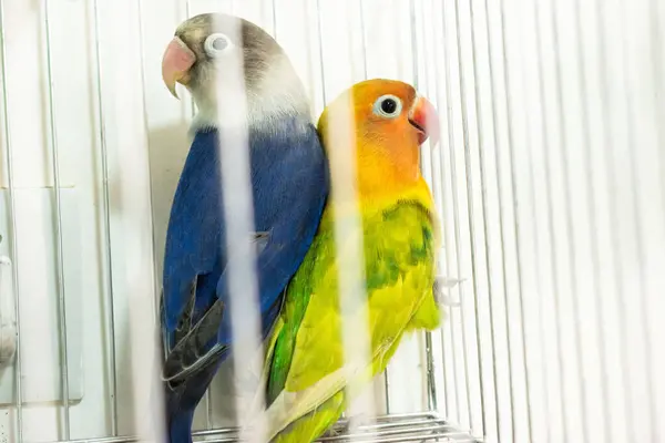 Kafesteki papağan. Hayvanat bahçesindeki papağan.