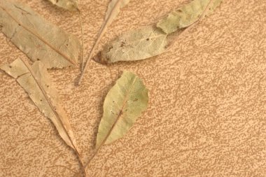 Beyaz arkaplanda kurumuş yaprak