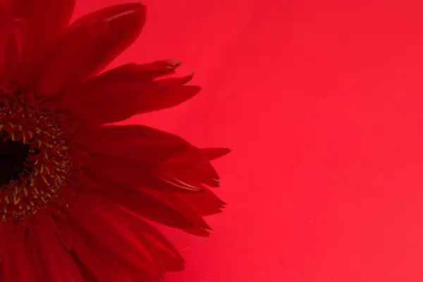 Kırmızı gerbera çiçek yaprakları