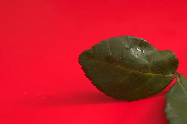 Beyaz arkaplanda kırmızı yaprak