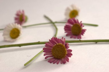 Bahçedeki güzel çiçekler