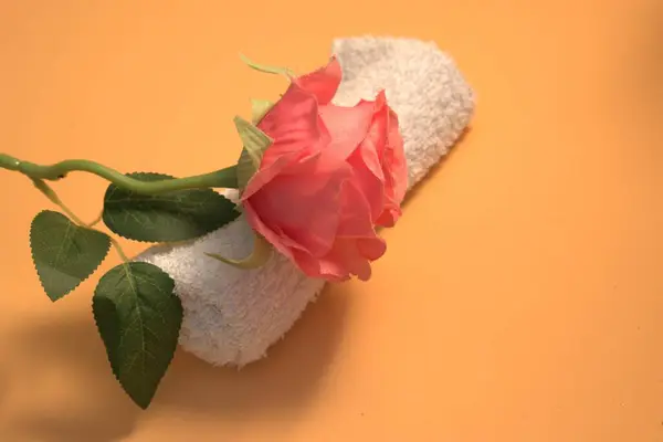 Beyaz minimalist arka planda lavanta çiçekleri