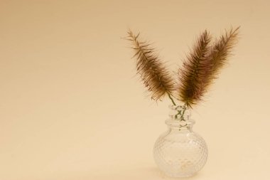 Tarafsız arka planda kurak eğrelti otları ve vahşi dallar botanik yaşamında