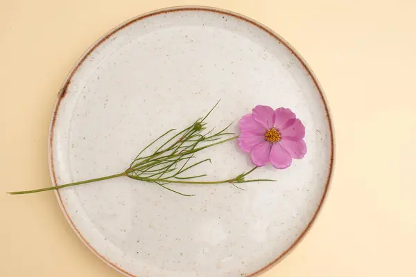 Pastel arka planda organik filizlenme doğal minimalizm