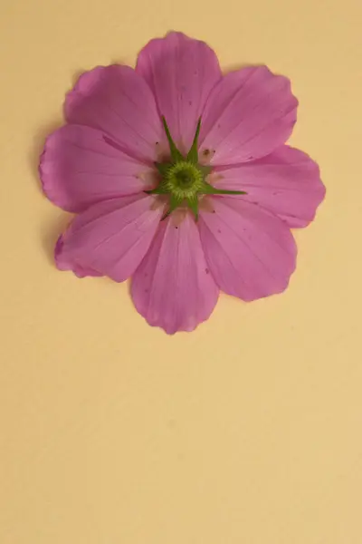 Pastel arka planda organik filizlenme doğal minimalizm