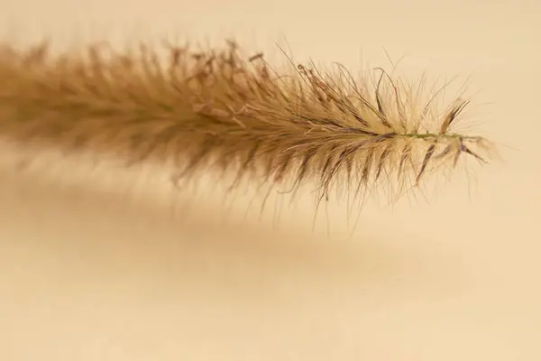 Tarafsız arka planda kurak eğrelti otları ve vahşi dallar botanik yaşamında