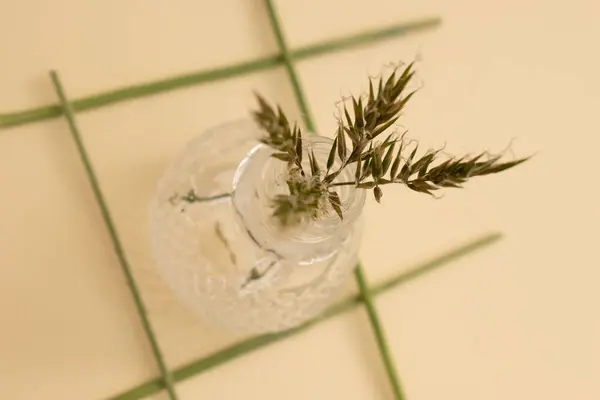 Tarafsız arka planda kurak eğrelti otları ve vahşi dallar botanik yaşamında