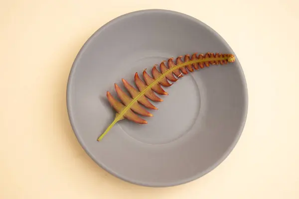 Tarafsız arka planda kurak eğrelti otları ve vahşi dallar botanik yaşamında