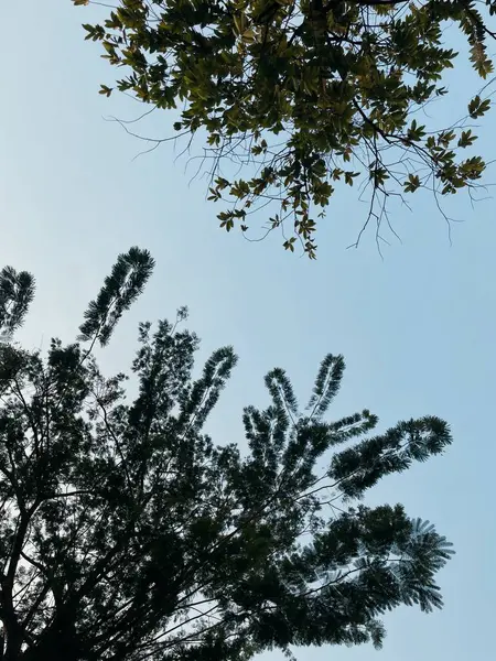 Temiz arkaplanı olan ağaçlar