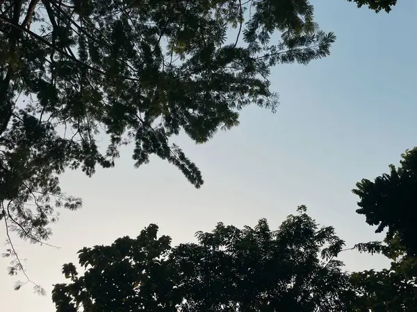 Temiz arkaplanı olan ağaçlar