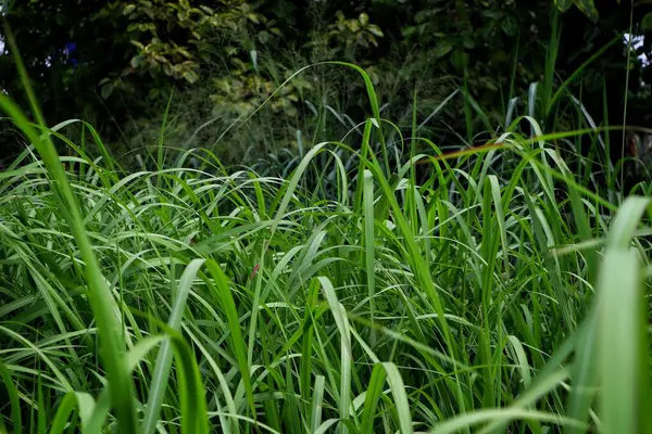 Bahçedeki çimleri kapatın.