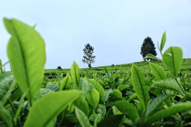 Bulutlu arka planı olan güzel bir çay çiftliği.