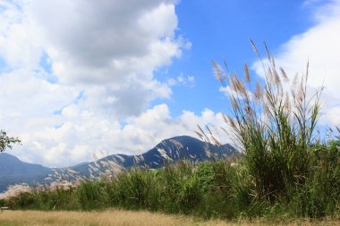 Arka planda gökyüzü olan çimlerin güzel manzarası