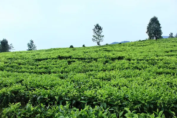 Bulutlu arka planı olan güzel bir çay çiftliği.