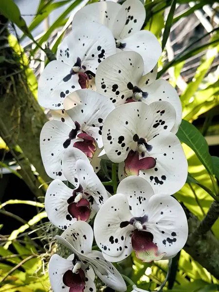 Bahçedeki güzel beyaz orkide çiçeği