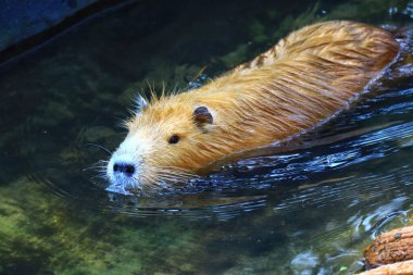 cute nutria on the ground at the zoo clipart