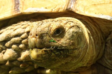 close up of Sulcata tortoise in the zoo clipart