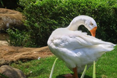 Hayvanat bahçesindeki beyaz kazların yakın plan fotoğrafı.