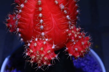 Bahçede bir koleksiyon olarak spor salonu kaktüsü.