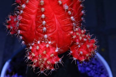 Bahçede bir koleksiyon olarak spor salonu kaktüsü.