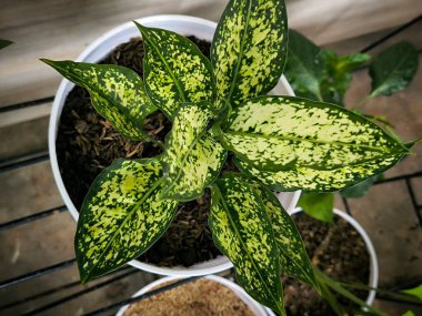 Bir aglonema bitkisinin kapağını kapat