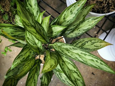 Bahçedeki yeşil bitkiyi kapat.