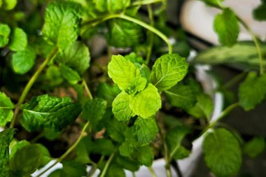 Tencerede nane yaprakları var. Tencerede taze yeşil nane.