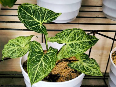 Tenceredeki yeşil bitkinin yakın çekimi.