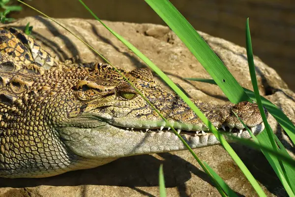 Hayvanat bahçesindeki timsahın yakın çekimi.