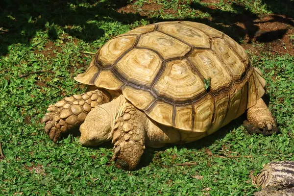 Hayvanat bahçesindeki Sulcata kaplumbağasına yaklaş.