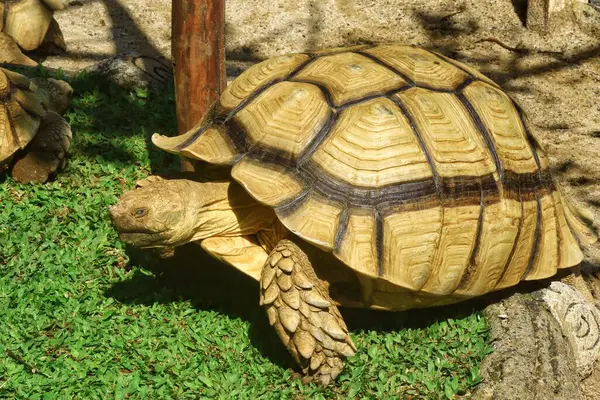 Hayvanat bahçesindeki Sulcata kaplumbağasına yaklaş.